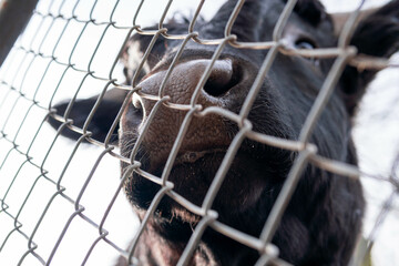Close-up, a woman is feeding a bull behind a wooden partition in a zoo or farm.