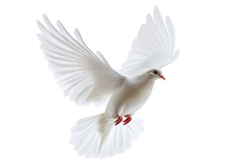 Obraz premium White Dove Ascending with Open Wings - Image of Purity and Hope for Nature, Spirituality, and Uplifting Concepts