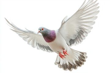 Obraz premium Pigeon in Flight with Spread Wings - Image of Bird in Motion for Nature, Wildlife, and Freedom Concepts