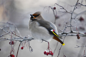 The waxwing (lat. Bombycilla garrulus) sits on a hawthorn branch covered with frost and clusters of frozen berries. A bright and very colorful male with a crest on his head. Frosty winter day.