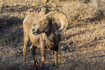 Desert Bighorn Sheep Ram in the Nevada Desert