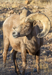 Desert Bighorn Sheep Ram in the Nevada Desert