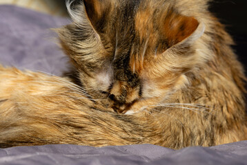 The cat bites itself because of fleas.