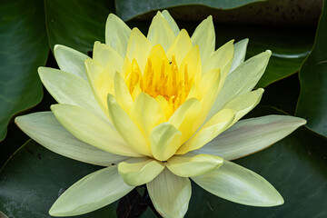 Close-up shot of a yellow lotus flower floating in the water among aquatic plants.