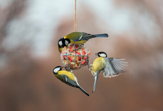 cute tit birds flying and hanging on a bird feeder ball and eating seeds and nuts in a winter garden