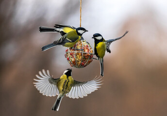 tits birds flying at a feeder with their wings spread and eating seeds and nuts in a winter garden