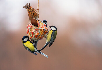birds tits and sparrow sitting on feeders with spread wings and eating seeds and nuts in winter garden © nataba