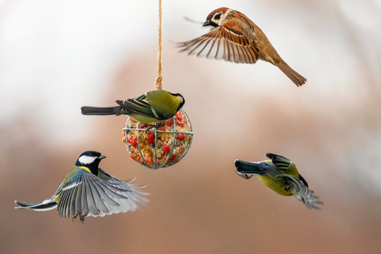 birds tits and sparrow flying at the feeder with spread wings and eating seeds and nuts in the winter garden