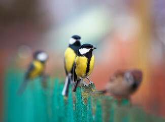 bright tit birds standing on wooden fence in garden