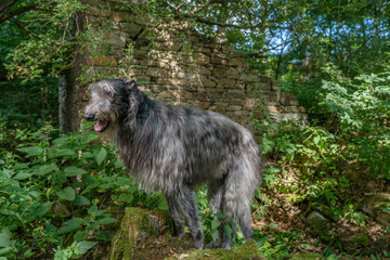 The Scottish Deerhound