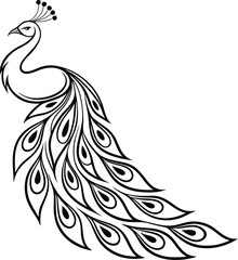 Fototapeta premium Elegant Line Art Peacock Illustration, Bird, Feathers, Design, Graphic