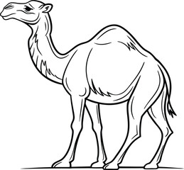 Dromedary Camel Line Drawing Arabian Desert Animal Illustration