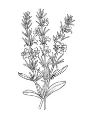 Victor Illustration Of Floral Flower