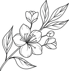 Elegant Line Art Drawing of Cherry Blossom Branch Flowers