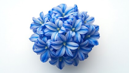 Top view of a blue hyacinth with detailed florets, isolated on a white background.