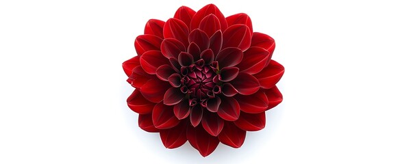 Top view of a deep red Dahlia flower with symmetrical petals, isolated on a white background.