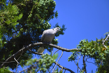 Ringed dove (lat. Streptopelia decaocto), sits on a cypress branch, against the backdrop of the blue sky and the fruits of a coniferous tree.