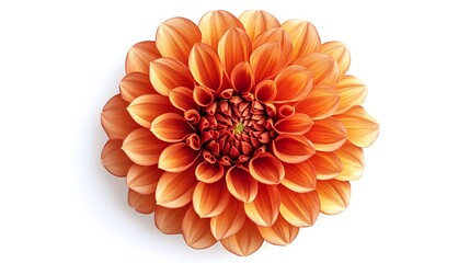 Top view of a vibrant orange Dahlia flower with layered petals, isolated on a white background.