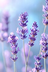 Obraz premium A close-up of lavender blooms, with the purple flowers standing out against a soft blue background