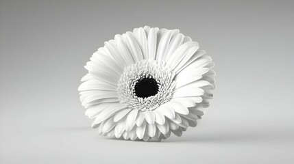 Obraz premium White Gerbera Daisy on Gray Background