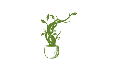 climbing ornamental plants in pots1