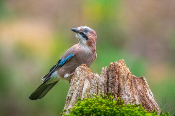 Eurasian jay, Garrulus glandarius, bird close-up