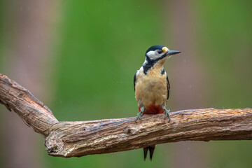Closeup of a great spotted woodpecker, Dendrocopos major, perched in a forest