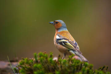 Chaffinch, Fringilla coelebs, male singing on a tree in a green forest.