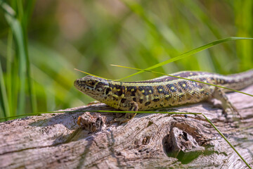 Sand lizard, Lacerta agilis, green male