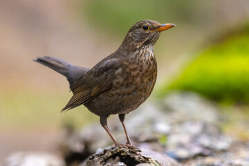 Blackbird, turdus merula, female bird perched