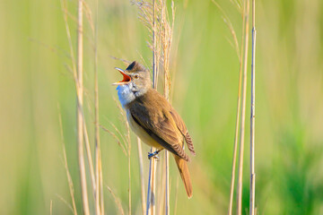 Close up of a great reed warbler, acrocephalus arundinaceus, bird singing in reeds