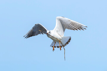 Black-headed gull, Chroicocephalus ridibundus, flying