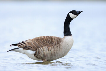 Canadian goose, Branta canadensis, cleaning