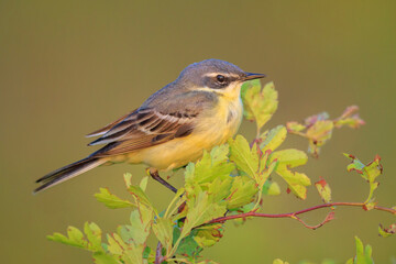 Closeup of a male western yellow wagtail bird Motacilla flava singing