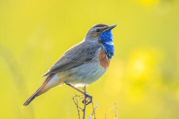 Closeup of a blue-throat male bird Luscinia svecica cyanecula singing