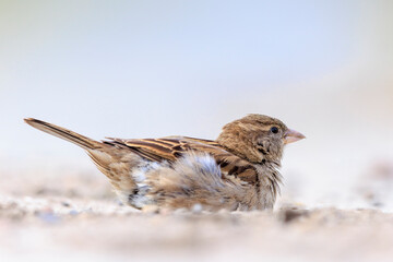 A house sparrow; Passer domesticus; having a dust bath or sand bath.