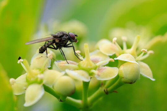 Closeup of a Chirosia betuleti fly insect resting and pollinating