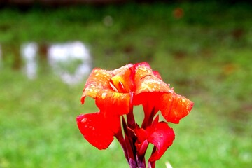 planta flor cana da índia - canna indica