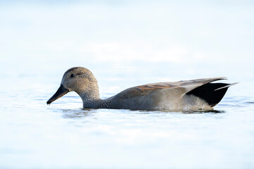 Swimming gadwall, Mareca strepera, male duck, portrait