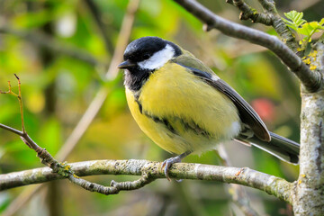 Great tit Parus major bird closeup