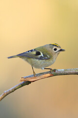 Goldcrest bird, Regulus regulus, foraging through branches of trees and bush