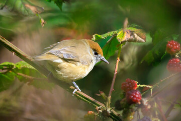 Closeup of a Eurasian blackcap female bird, Sylvia atricapilla, perching on a branch, foraging