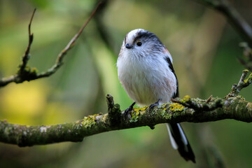 Closeup of a long-tailed tit or long-tailed bushtit, Aegithalos caudatus, bird foraging in a forest