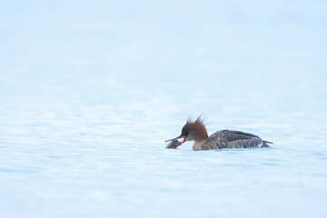 Red-breasted Merganser, Mergus serrator, swimming