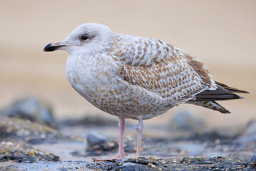 Closeup of a herring gull, Larus argentatus, perching