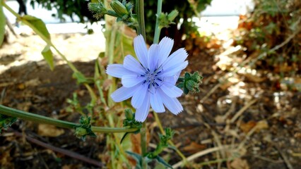 planta flor chic&oacute;ria - Chicorium intybus