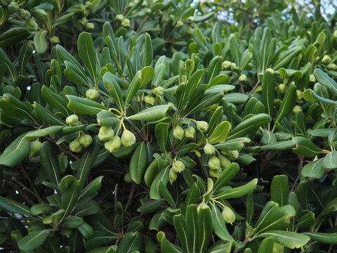 Pittosporum tobira is a species of sweet-smelling flowering plant in the pittosporum family Pittosporaceae, Australian laurel, Japanese pittosporum, mock orange and Japanese cheesewood.