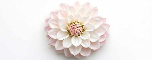 White and pink Dahlia flower with delicate details, top view, isolated on a white background.
