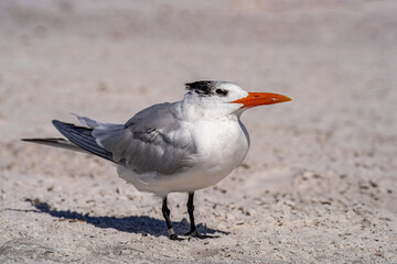 Seagull On The Beach