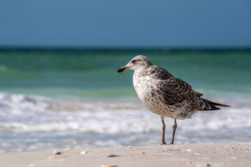 Seagull On The Beach